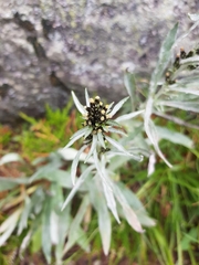 Omalotheca norvegica