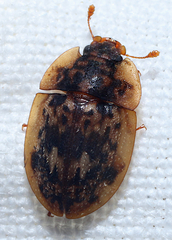 Lobiopa undulata