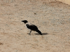 Corvus cornix
