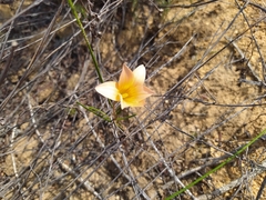 Romulea setifolia