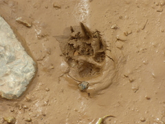 Mustela