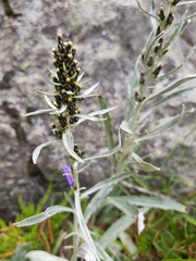 Omalotheca norvegica