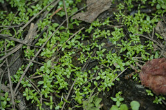 Callitriche hamulata