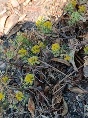 Alyssum montanum