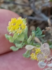 Alyssum montanum