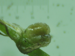 Callitriche hamulata