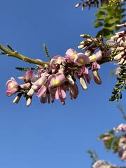 Gliricidia