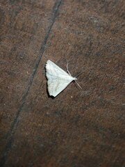 Macrochilo absorptalis