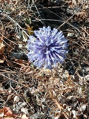 Echinops spinosissimus bithynicus