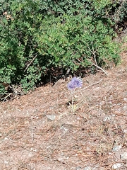 Echinops spinosissimus bithynicus