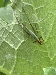 Oecanthus pini