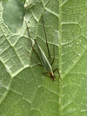 Oecanthus pini