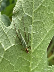 Oecanthus pini