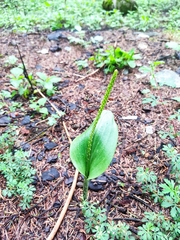 Malaxis macrostachya