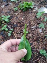 Malaxis macrostachya