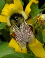 Bombus bifarius