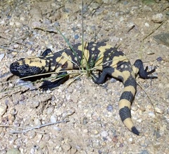 Heloderma suspectum suspectum