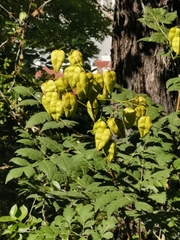 Koelreuteria paniculata