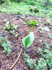 Malaxis macrostachya