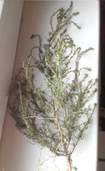 Salsola