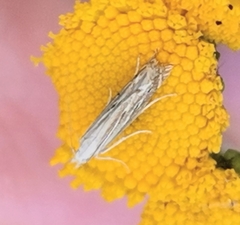 Isophrictis striatella