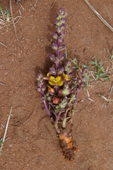 Alectra orobanchoides