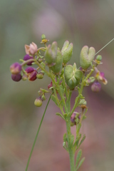 Alectra orobanchoides