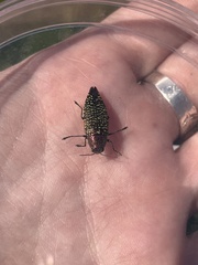Buprestis confluenta