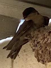 Ptyonoprogne fuligula anderssoni