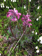 Pedicularis ornithorhynchos
