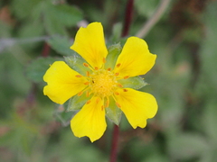 Potentilla reptans