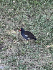 Gallinula chloropus