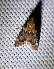 Aglossa disciferalis