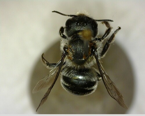 iNaturalist observation photo of Mason Bees