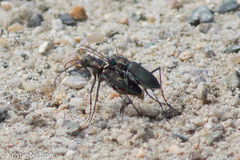 Cicindela haemorrhagica