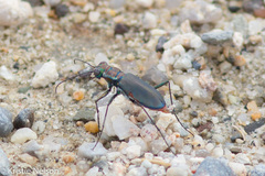 Cicindela haemorrhagica