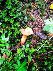 Lactarius salmonicolor