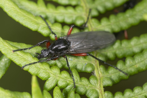 Red-thighed St Mark's Fly