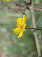 Potentilla reptans