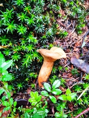 Lactarius salmonicolor