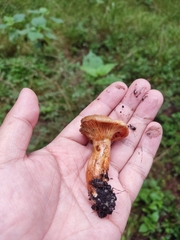 Lactarius salmonicolor