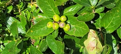 Chamaemespilus