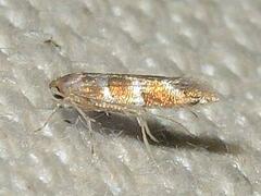 Cameraria caryaefoliella