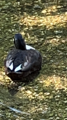 Anas platyrhynchos domesticus