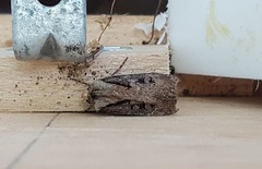 Agrotis volubilis