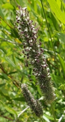 Phleum alpinum