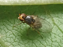 Elachiptera megaspis