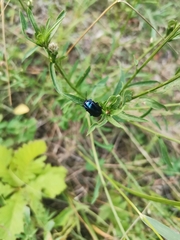 Chrysomelidae