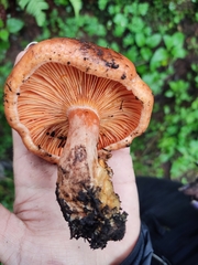 Lactarius salmonicolor