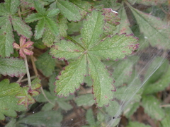 Potentilla reptans